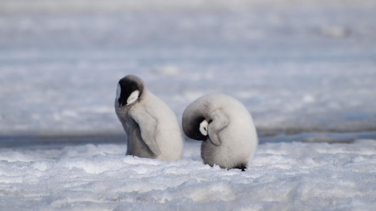 Ils sont sur la banquise à Halley Bay en Antarctique.