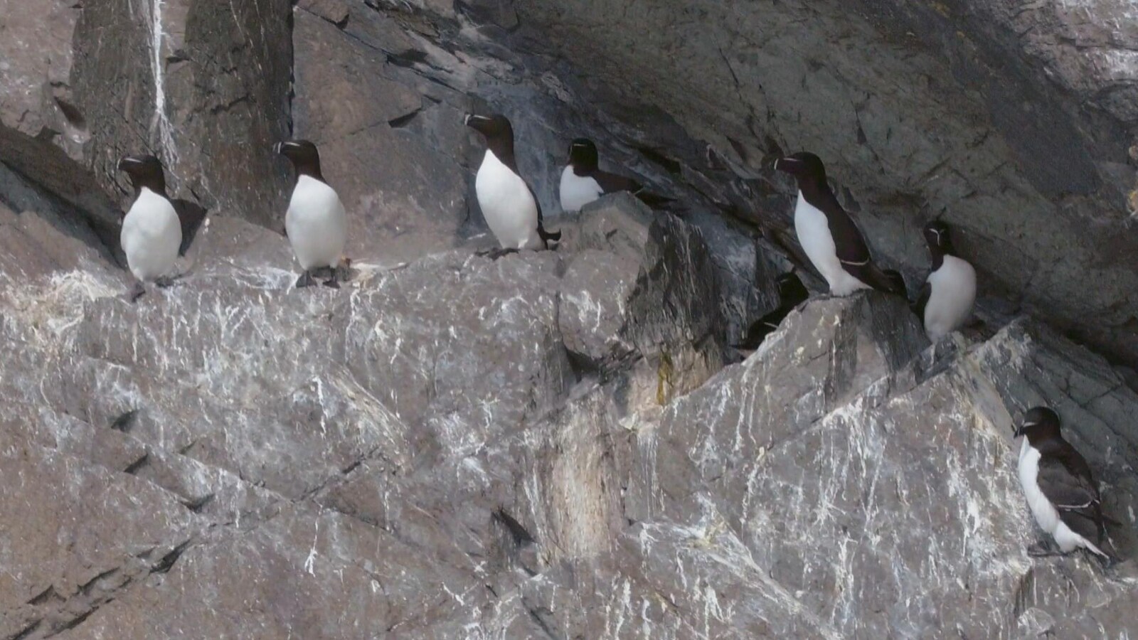 On voit une dizaine de pingouins debout sur un rocher de couleur grise.
