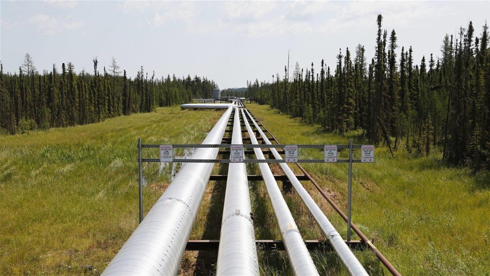 Des pipelines dans une allée en plein bois
