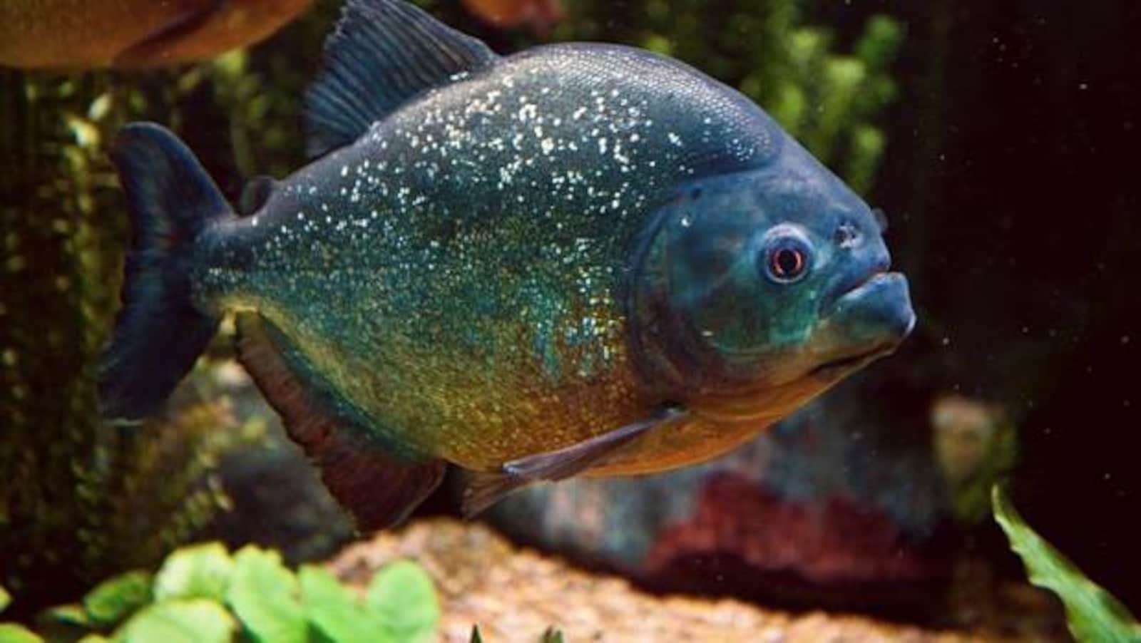 Le poisson Piranha rouge