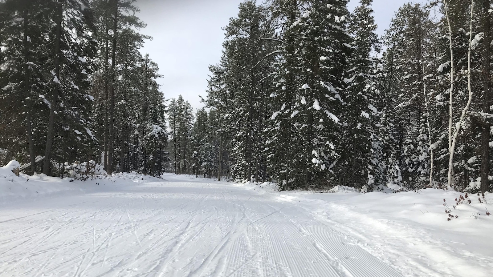 Une piste de ski de fond dans la forêt boréale, en hiver.