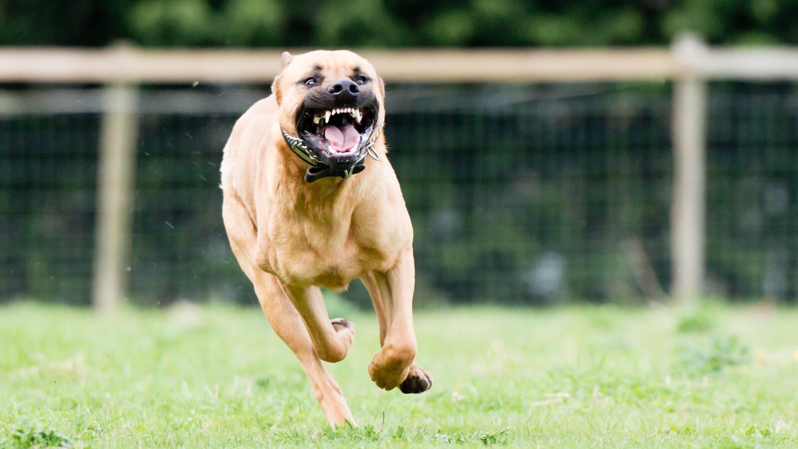 Un chien s'approche en courant et en montrant les dents.