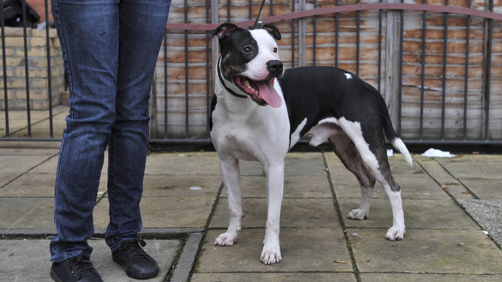 Une femme et un chien de type pitbull en laisse.