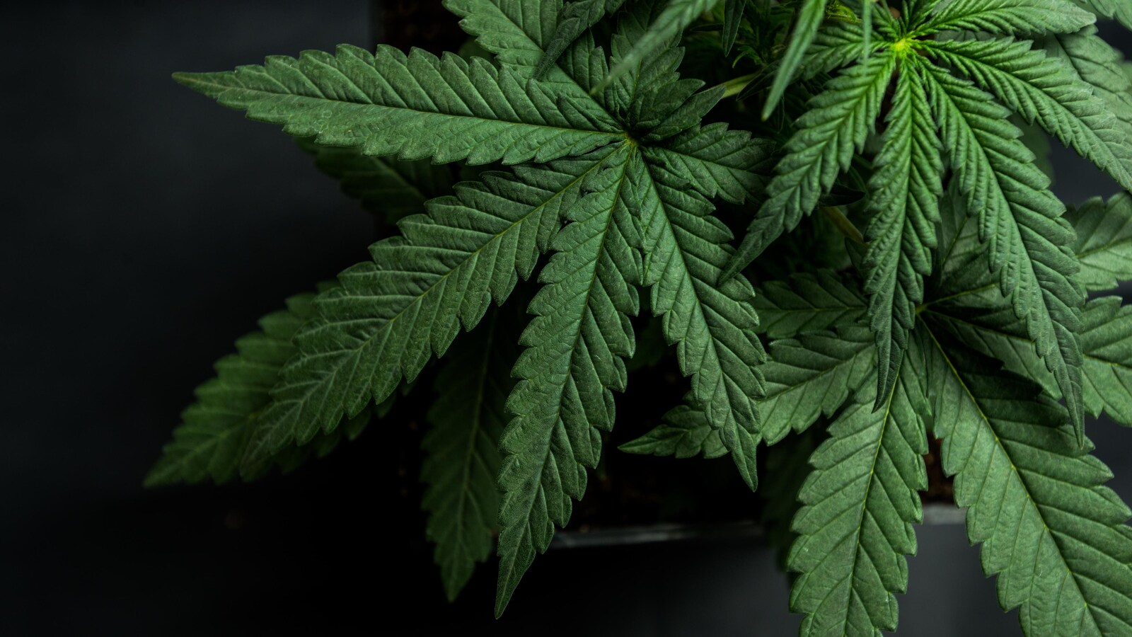 Une feuille de cannabis.