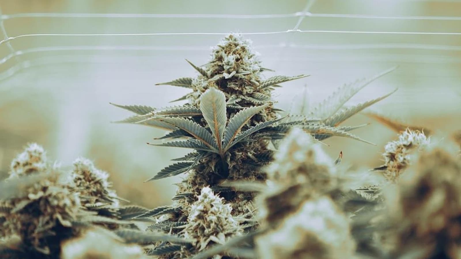 Un plant de cannabis.