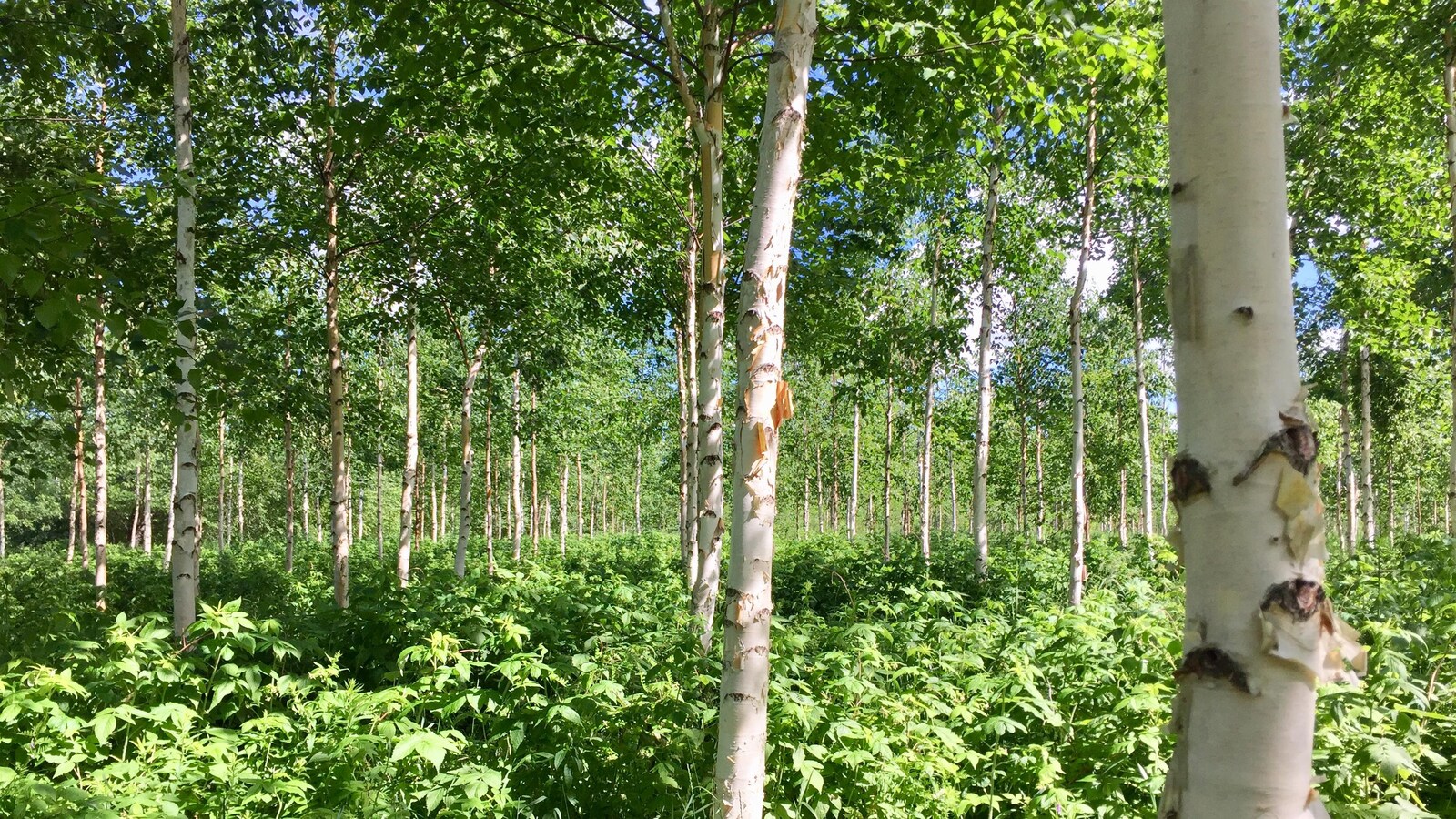 La plantation de bouleaux à papier sur friche agricole de l'UQAT a 10 ans.