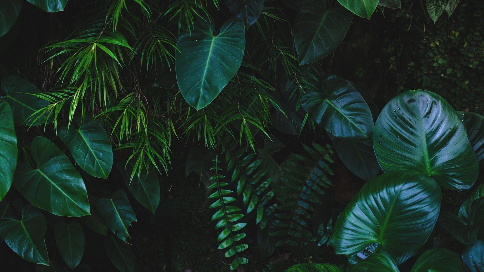 Un mur de plantes exotiques