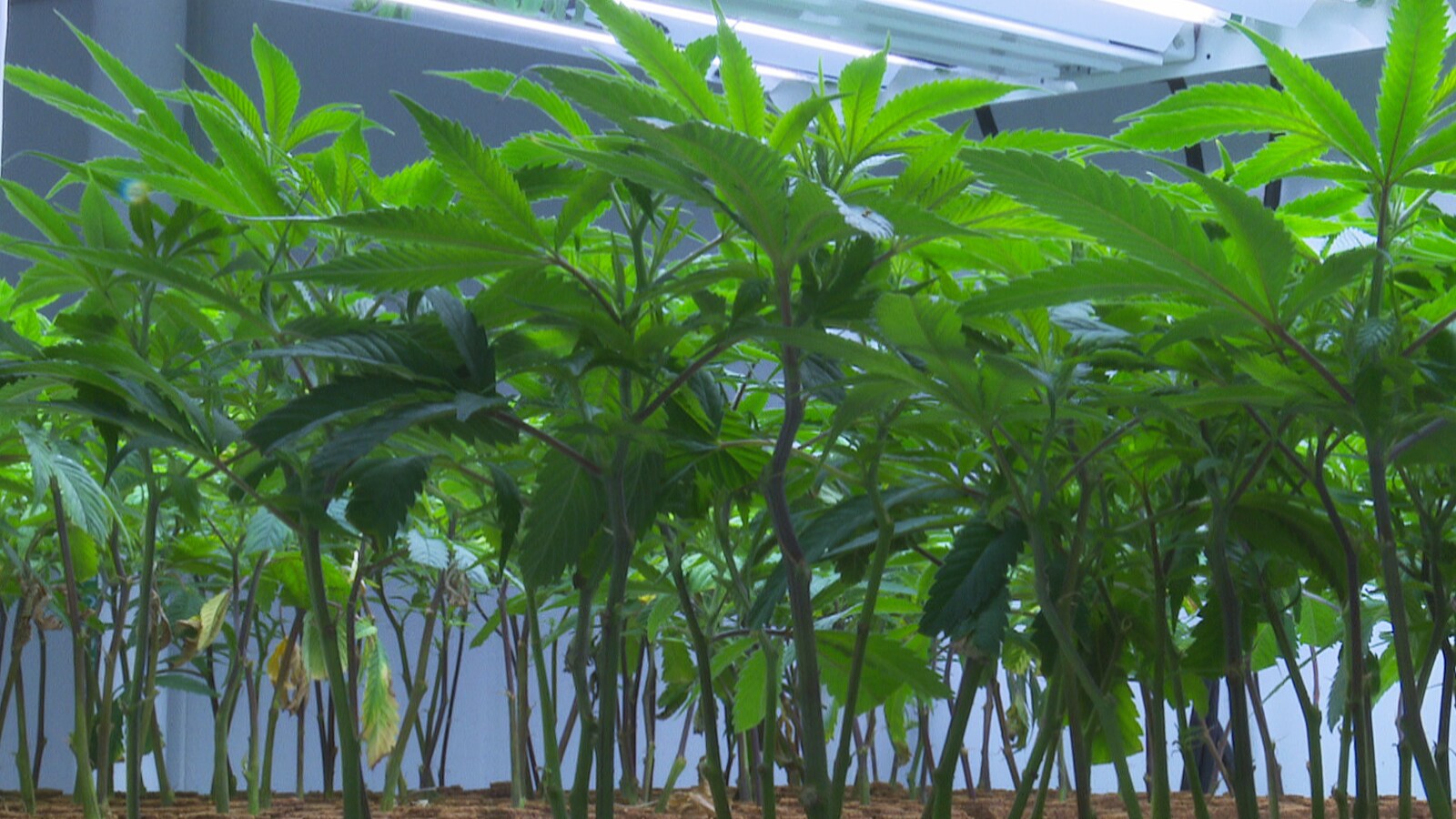 Plants de cannabis.