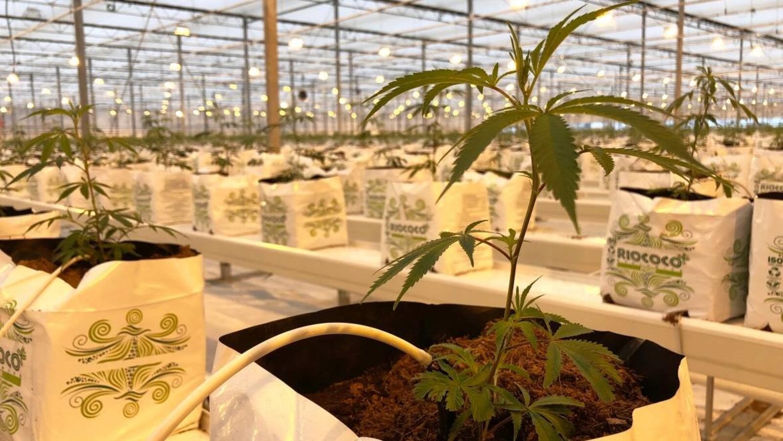 Des plants de cannabis dans une serre