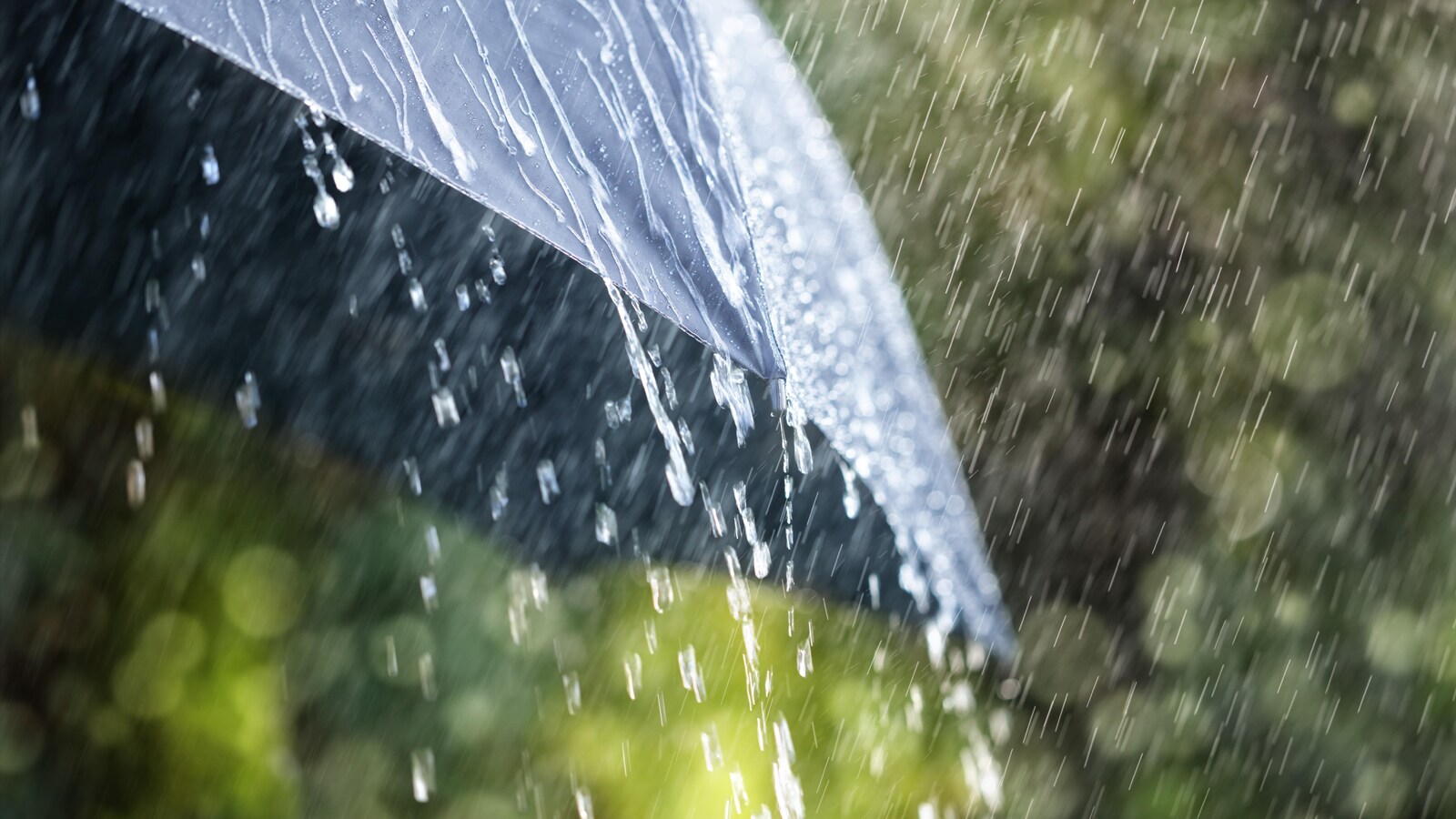 De la pluie tombe sur un parapluie.