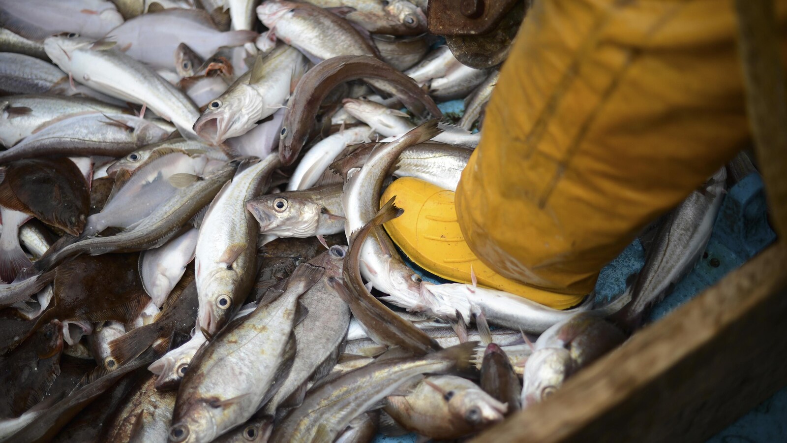 De nombreux poissons gisent sur le plancher d'un bateau