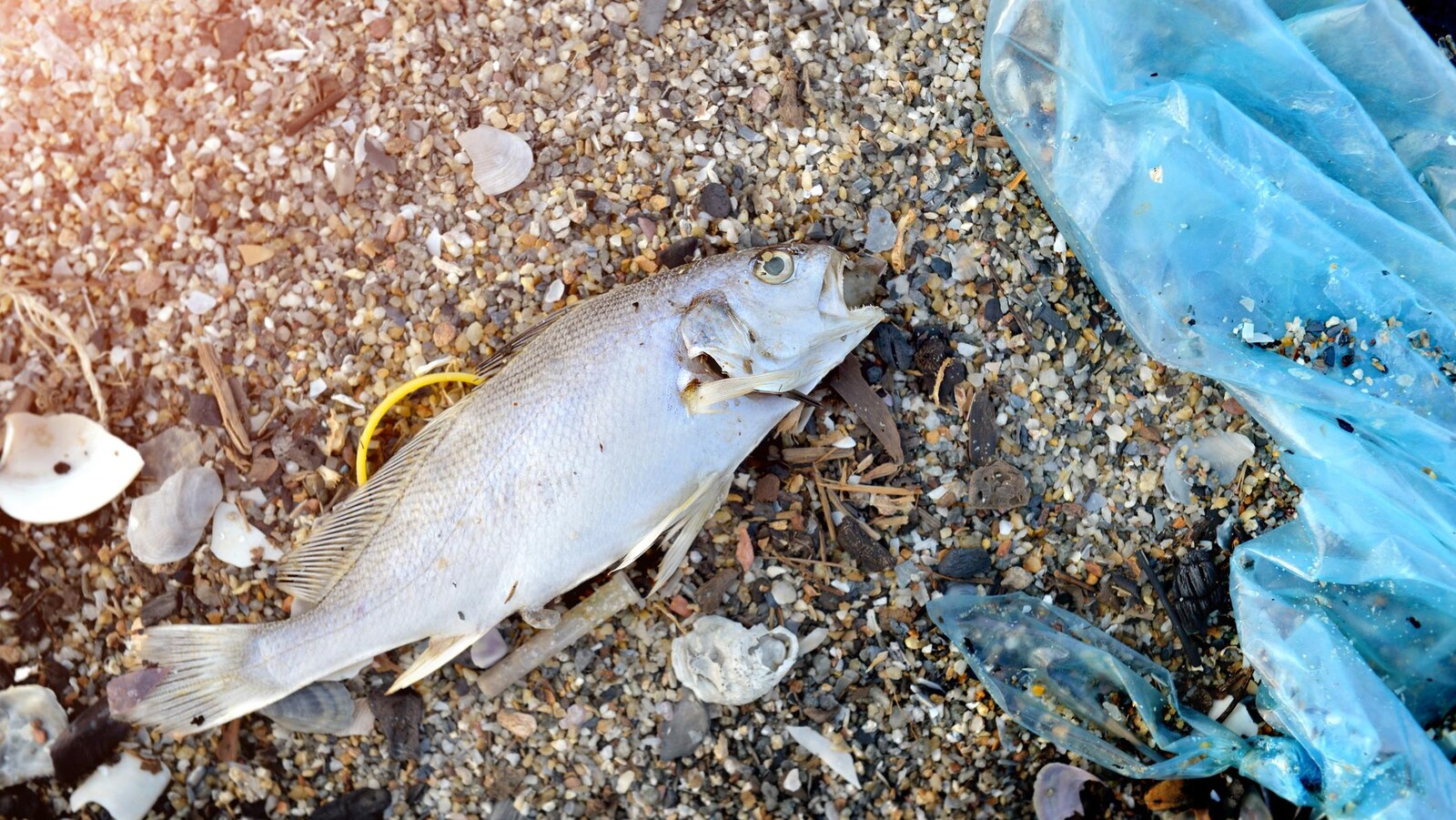 Un poisson sur une plage avec du plastique.