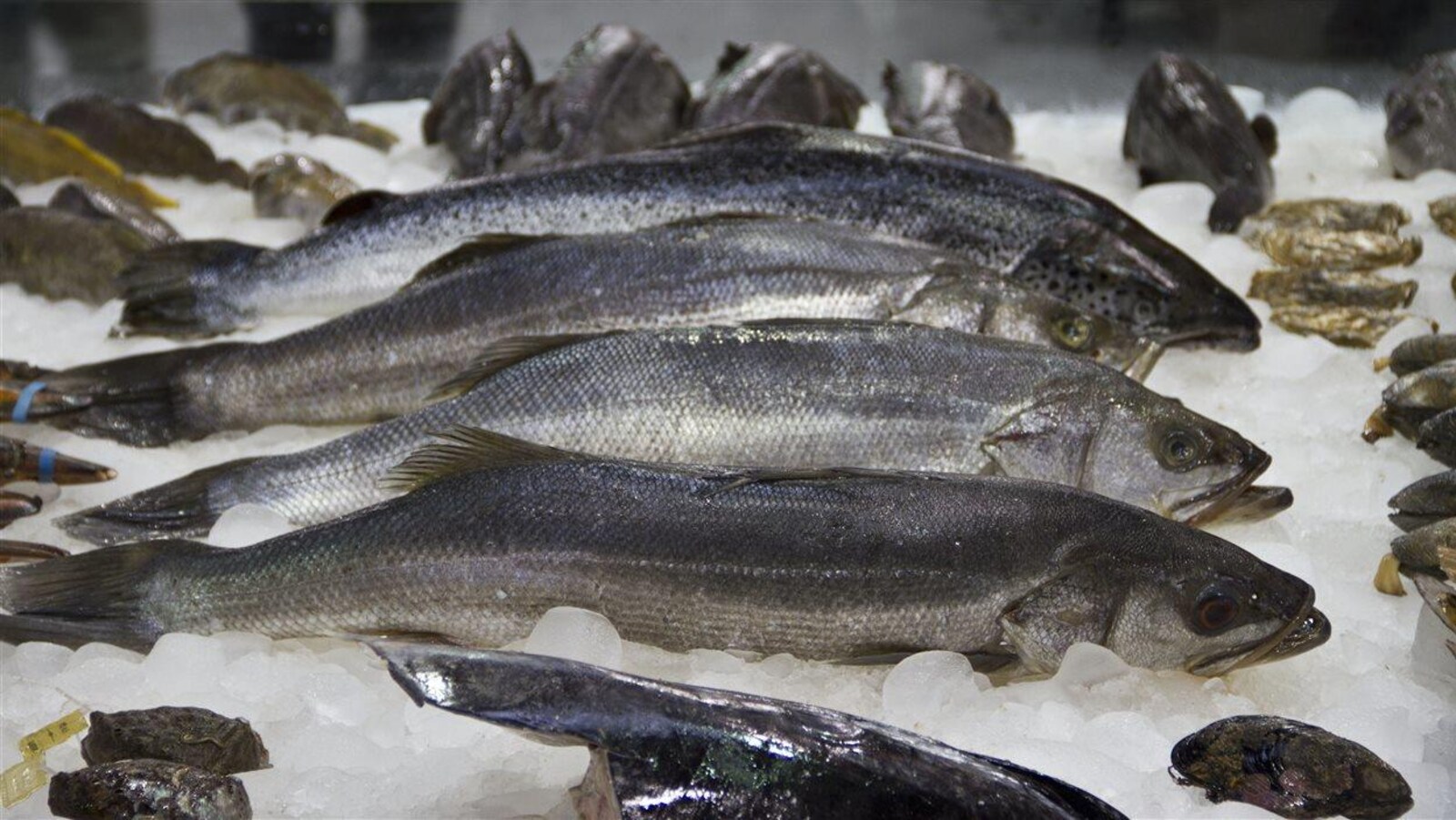 Poissons et mollusques sur glace