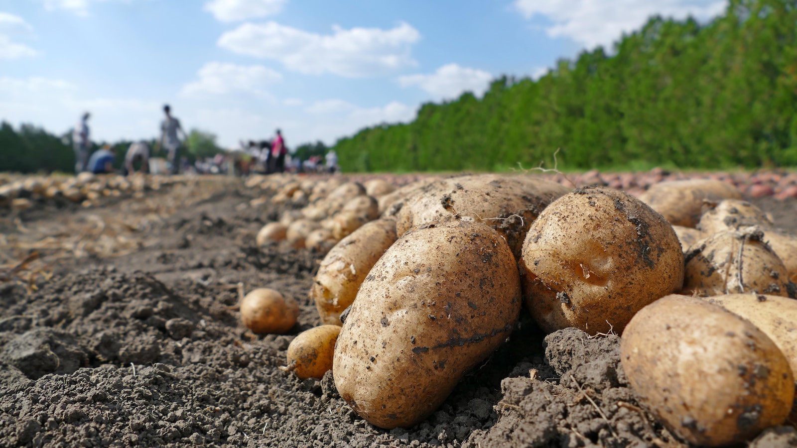Pommes de terre dans un champ.