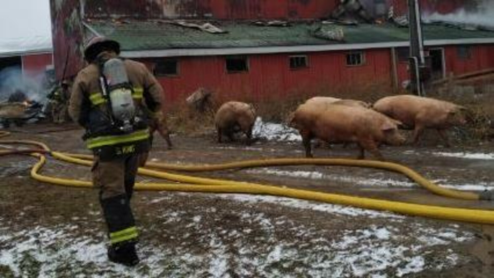 Un pompier et des cochons devant une porcherie qui brûle.