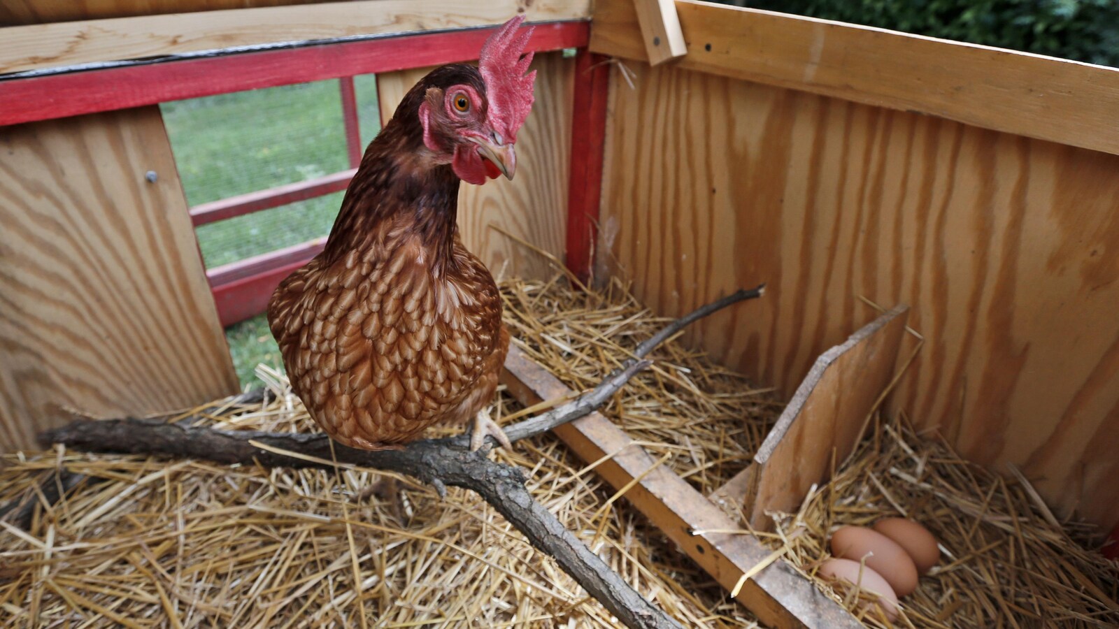 Une poule est perchée à l'intérieur d'un poulailler, au-dessus d'un nid contenant trois oeufs.