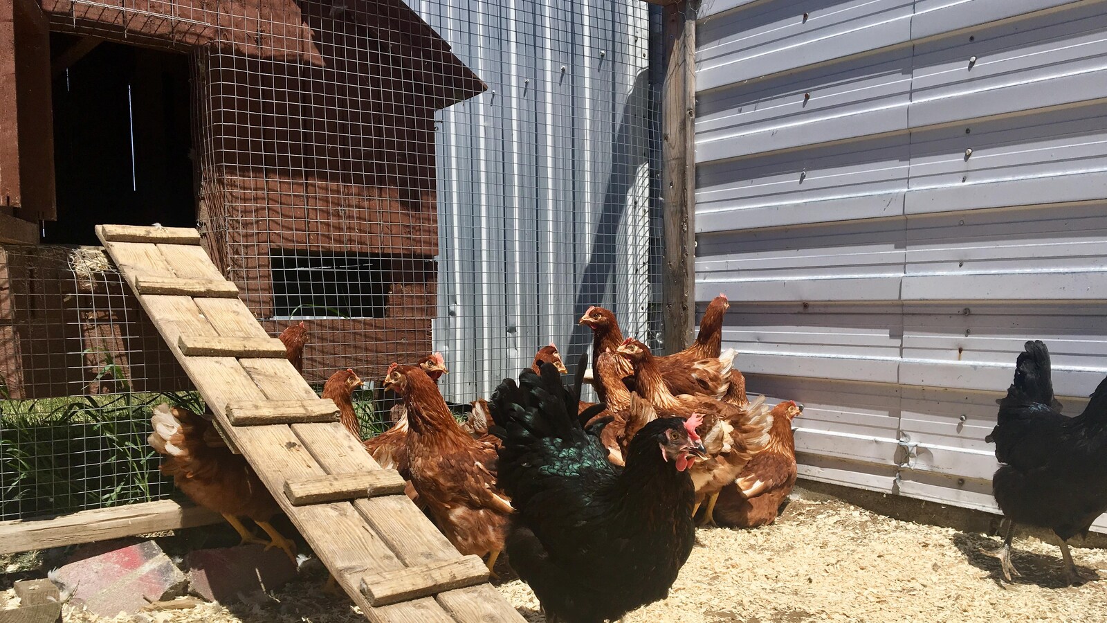 Poules pondeuses dans un enclos de Saint-Étienne-des-Grès, en Mauricie.