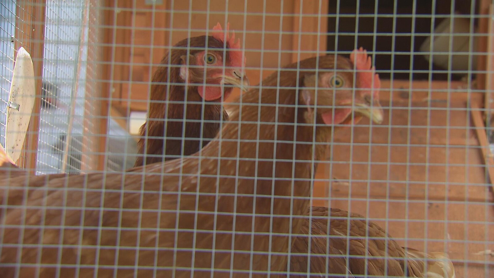 Deux poules dans un poulailler