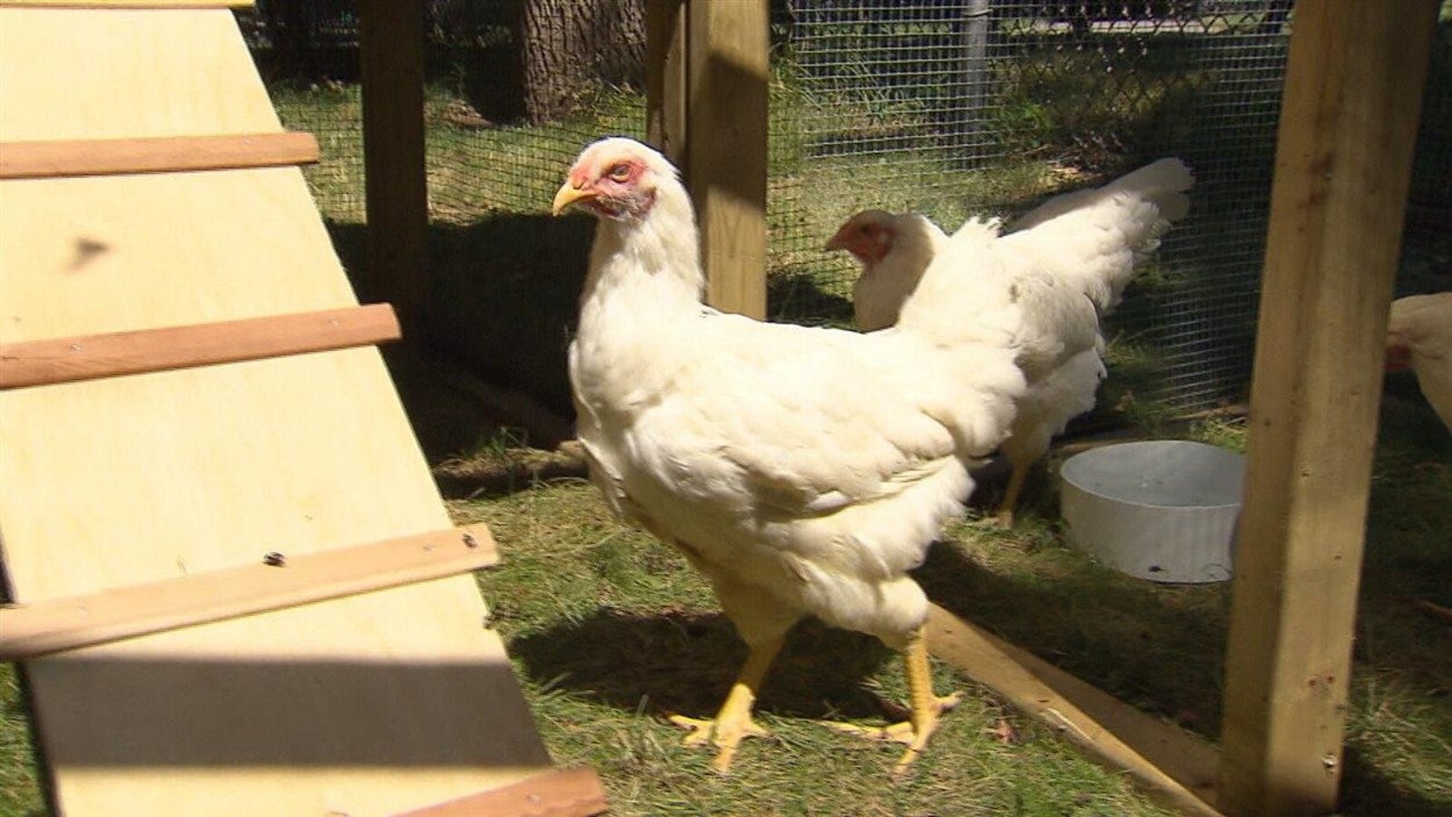 Des poules urbaines dans leur enclos