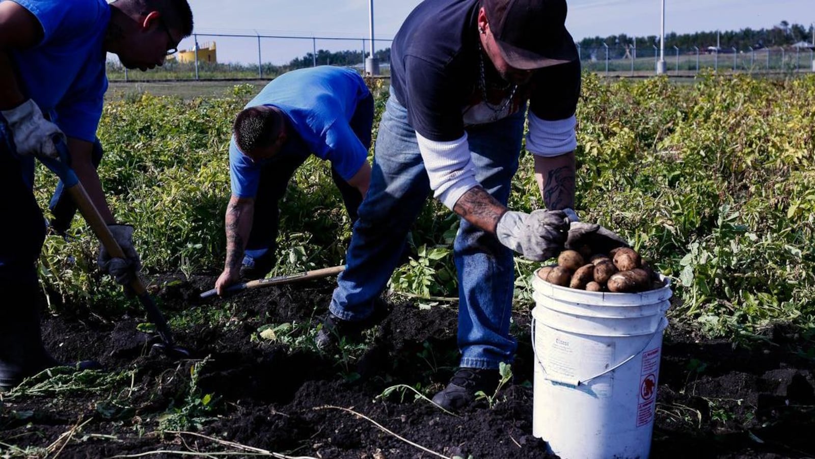 Des détenus récoltent des pommes de terre.