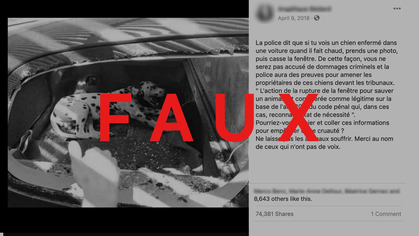 Il y a un chien dans une automobile et la vitre est brisée. 
