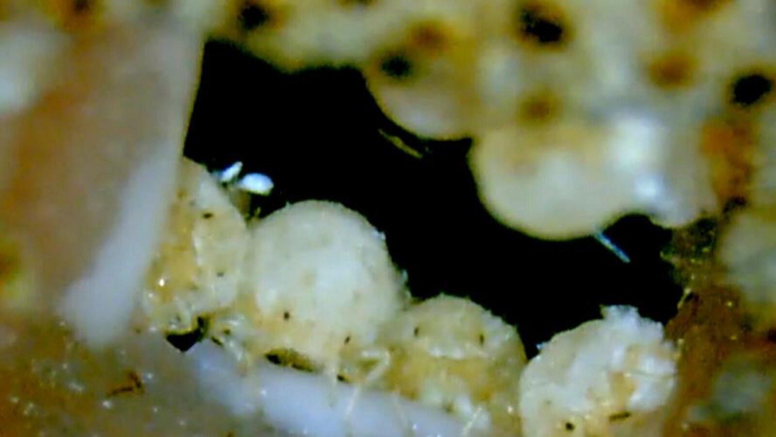 Des pucerons de l'espèce Nipponaphis monzeni colmatent une brèche dans leur colonie en sécrétant des liquides corporels.