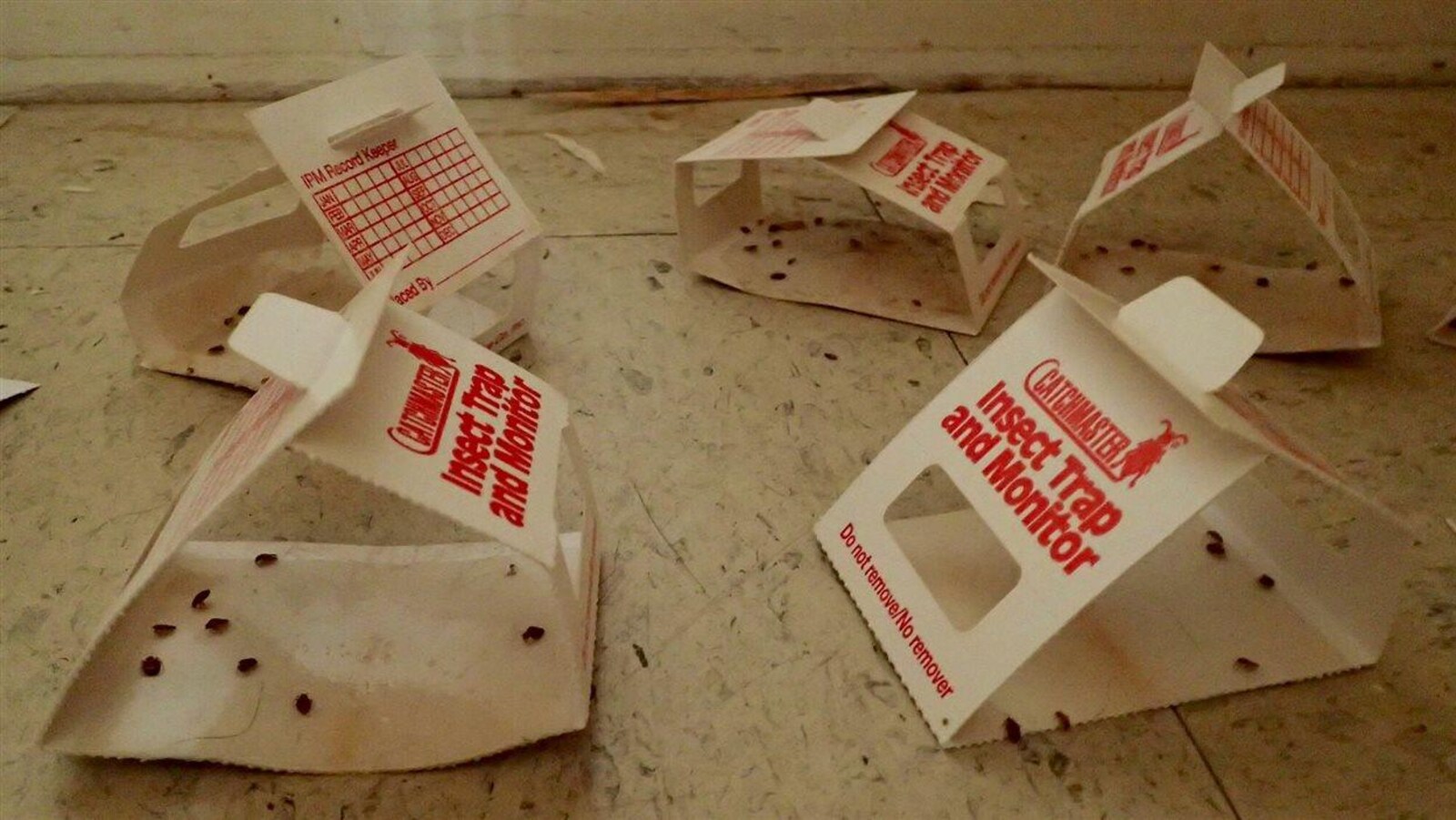 Des punaises de lit prises au piège dans un immeuble de la Société d'habitation et de développement de Montréal