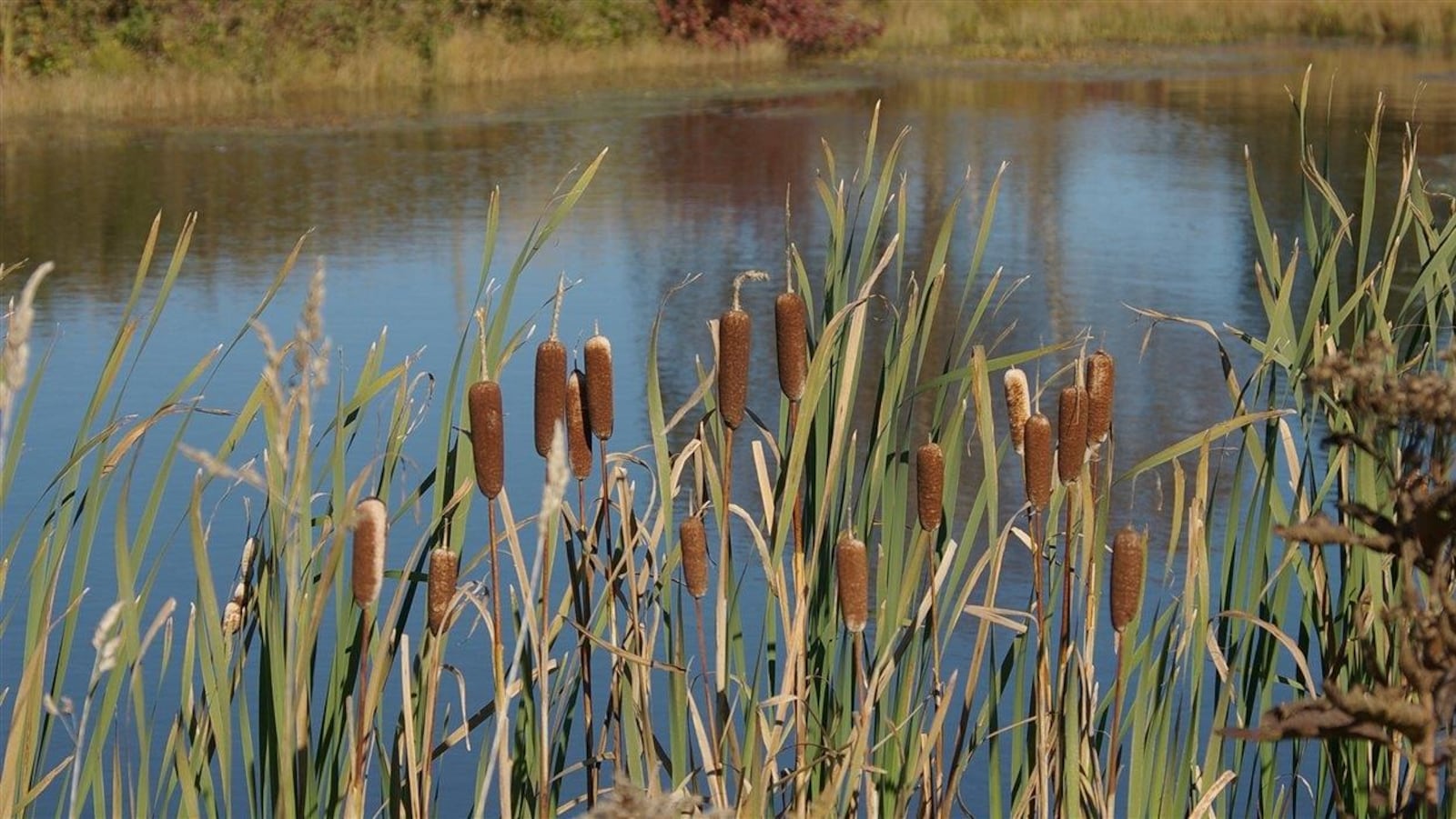 Quenouilles au bord d'un étang