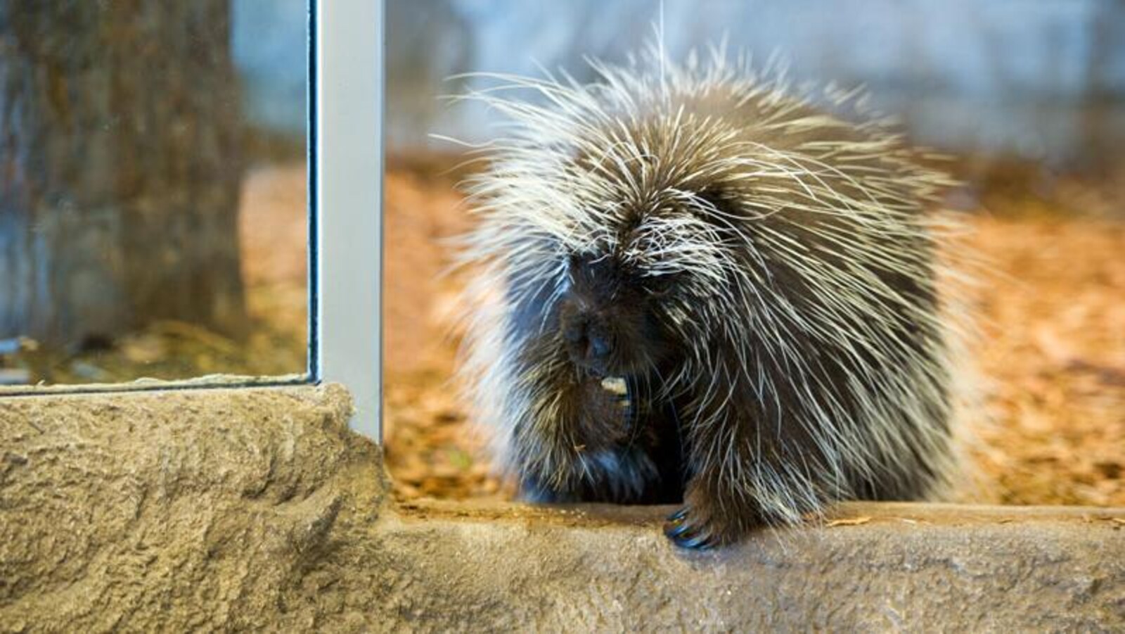 Voici le fameux Quillan! Il était fréquent que la porte de son enclos soit ouverte...