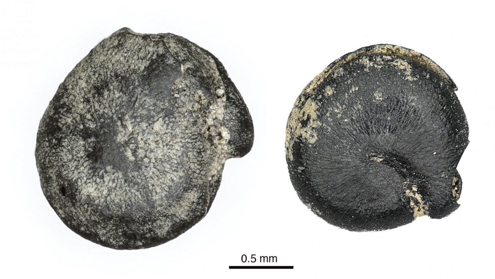 Des graines de quinoa brûlées et fossilisées.