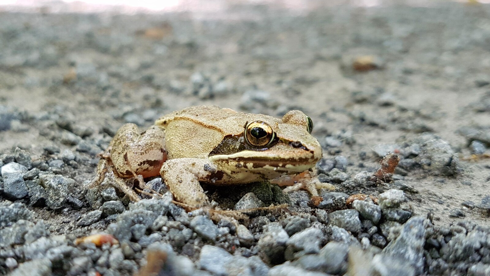Une petite grenouille sur du gravier.