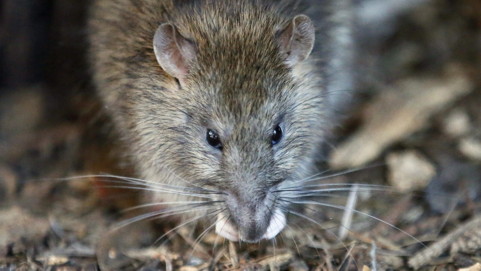 Gros plan d'un rat.