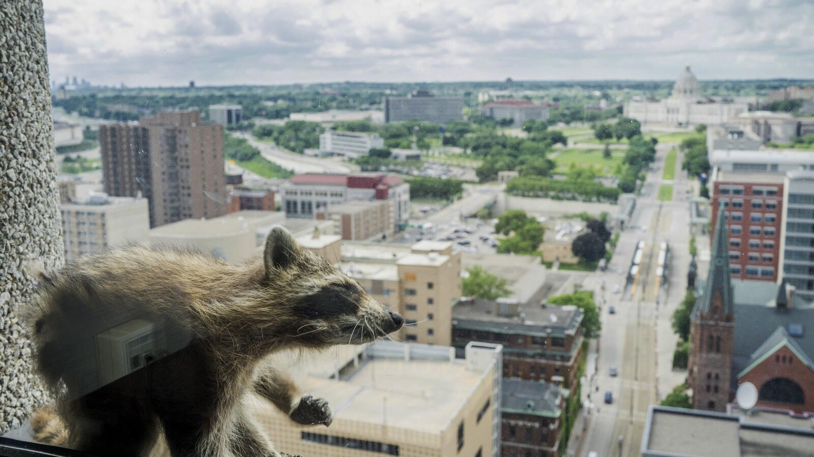 Le raton laveur pris en photo à l'extérieur de l'édifice, avec la ville en arrière plan.