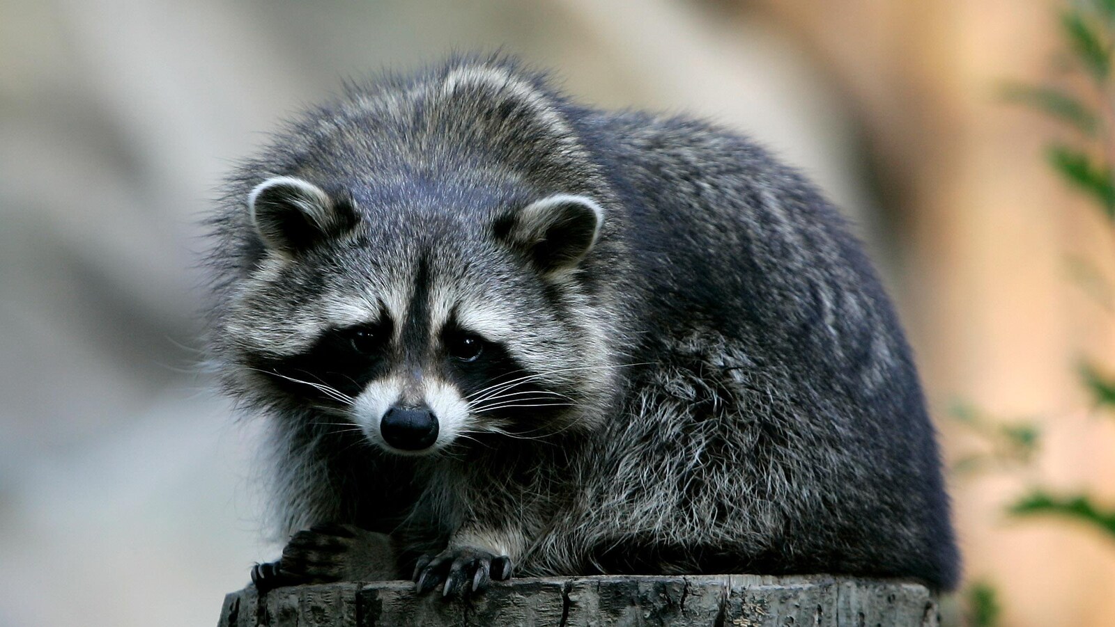 Un raton laveur