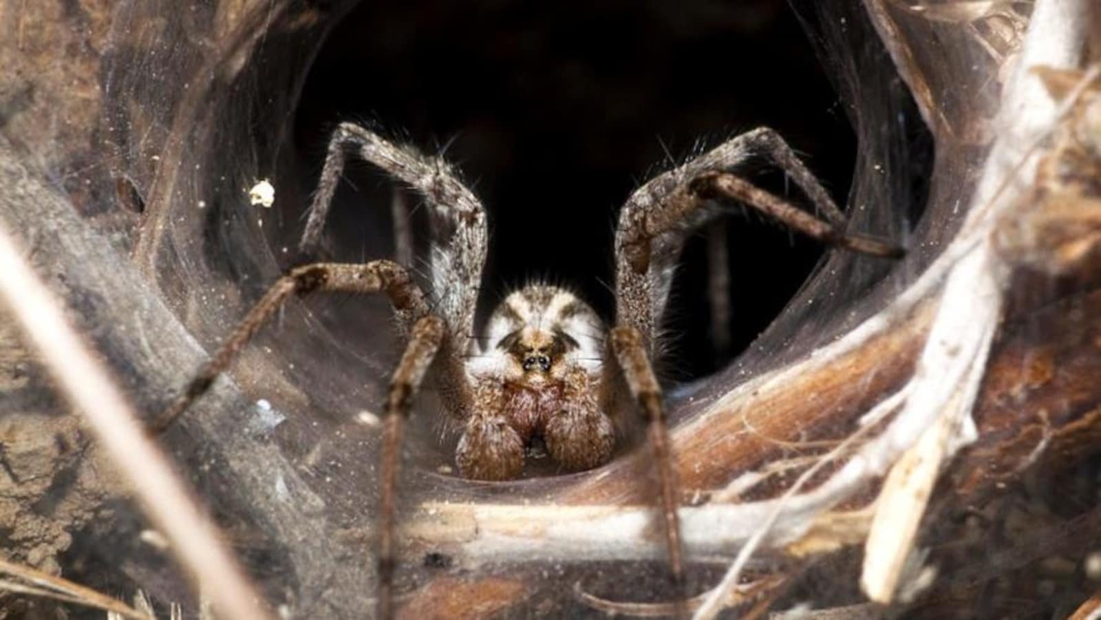 On voit une araignée de face, en gros plan, au centre de sa toile de forme cylindrique tissée à même le sol.