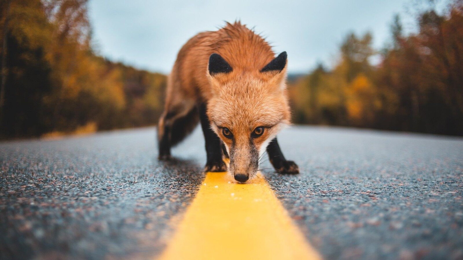 Un renard sur la route