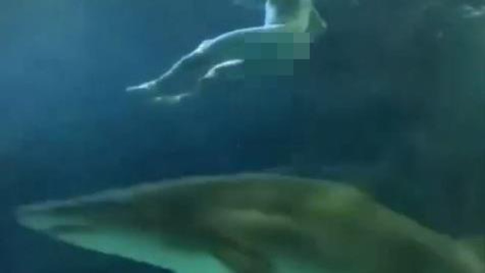 Un requin et le bas du corps d'un homme nu.
