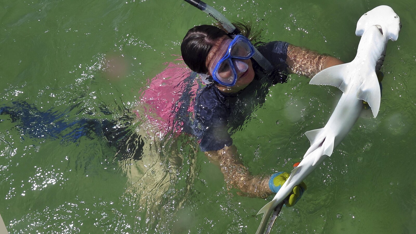 On voit de haut, en gros plan, un requin-marteau tiburo nager dans l'eau sur le dos. Une femme nage à ses côtés et le manipule à l'aide de gants.