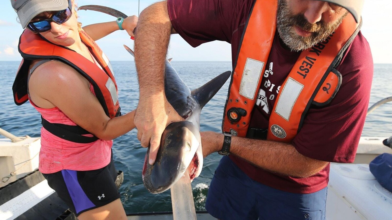 Des biologistes recueillent le contenu de l'estomac des requins-tigres afin de savoir ce qu'ils mangent.