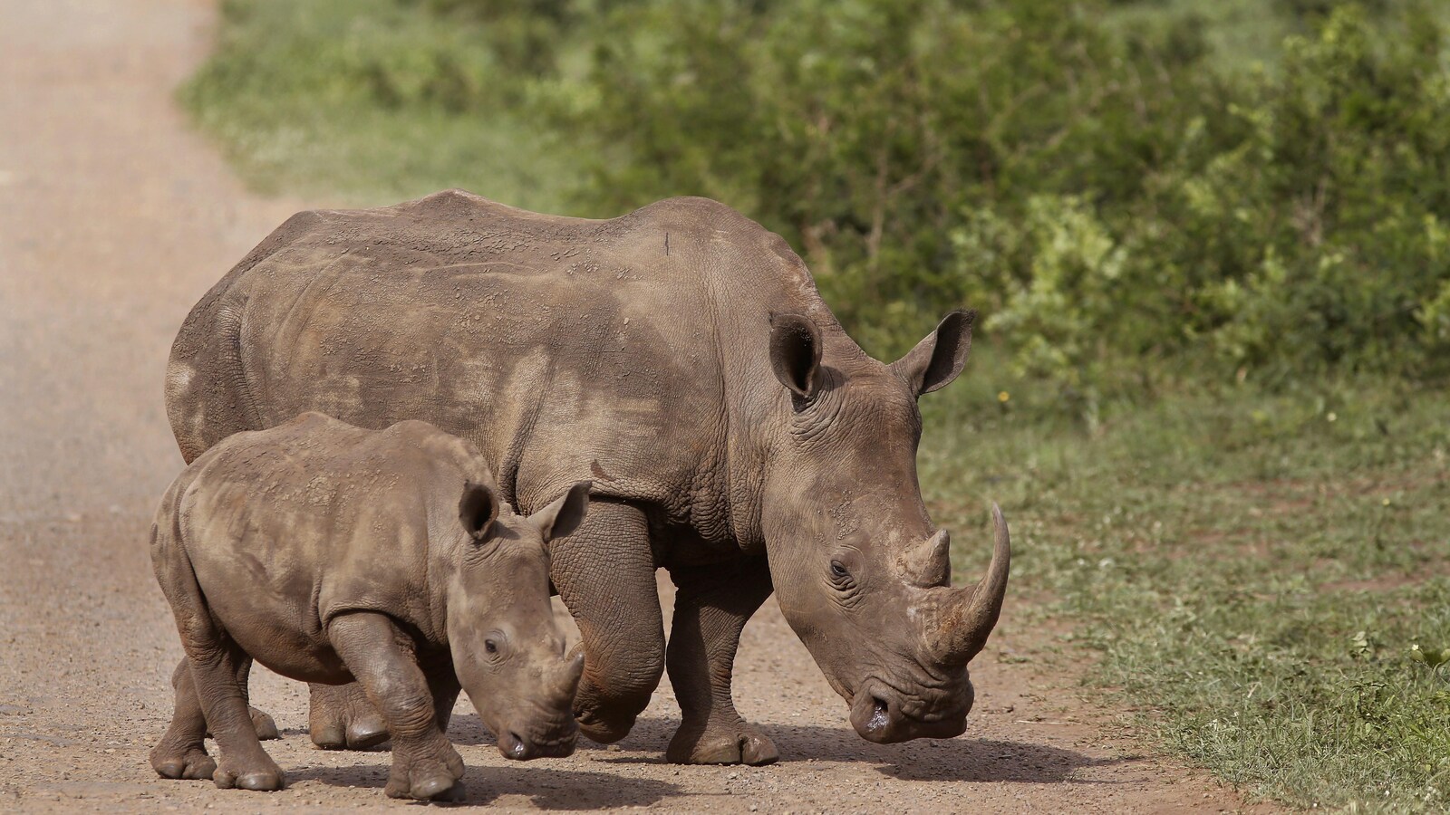 Deux rhinocéros d'Afrique du Sud