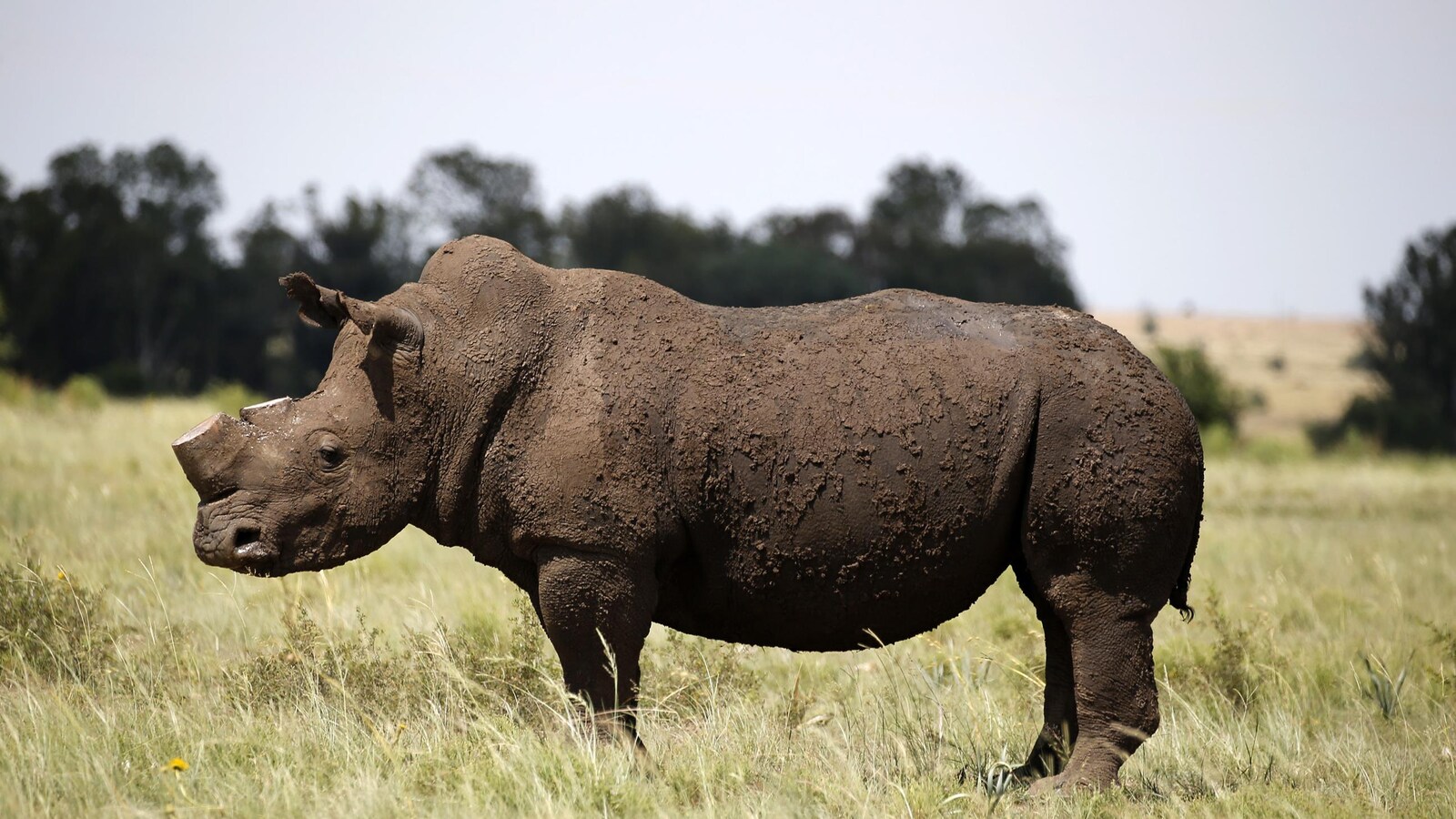 Un rhinoceros dans la savane