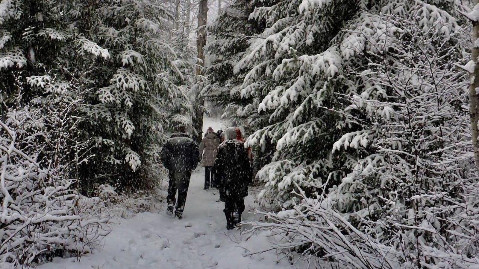 Des gens marchent en forêt, l'hiver.
