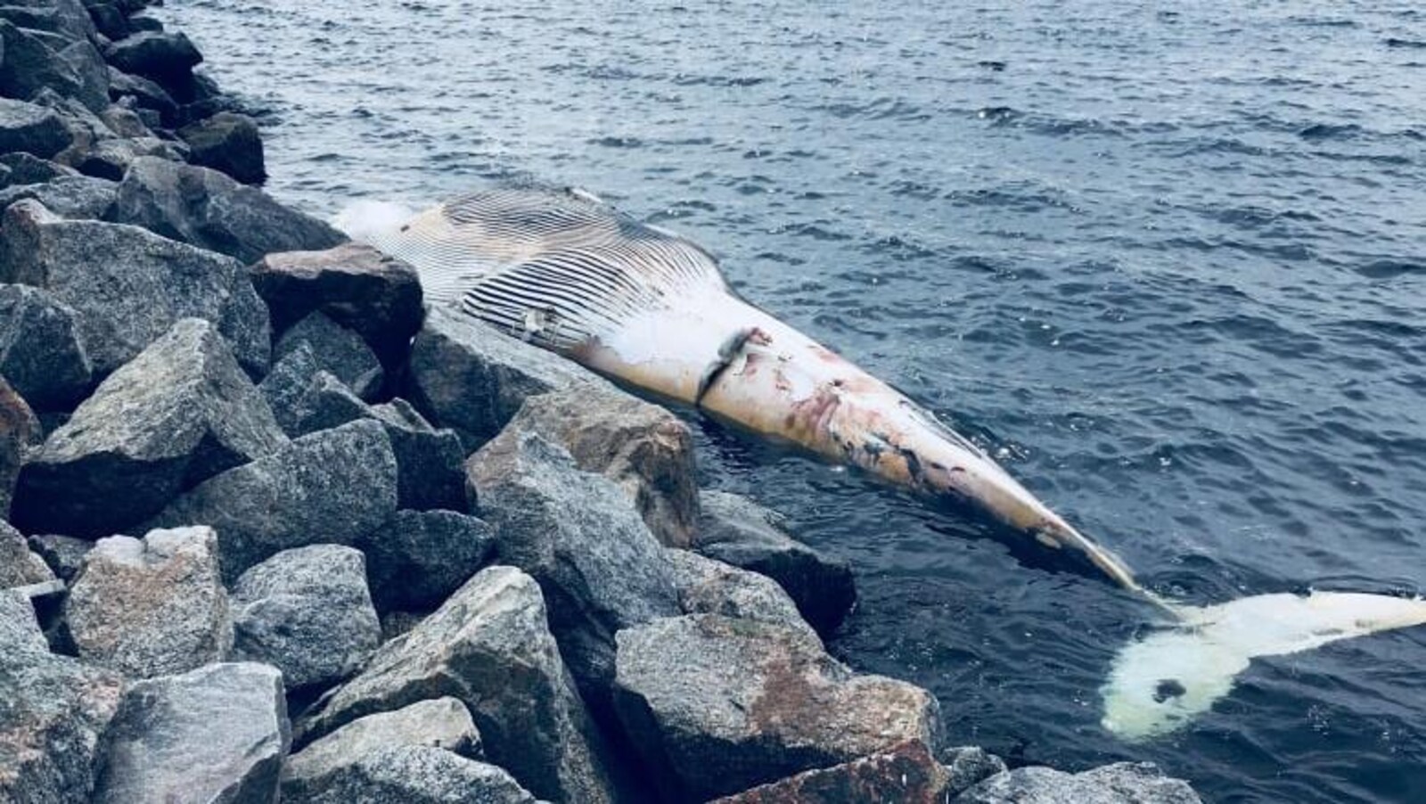 La carcasse de la baleine sur la berge.
