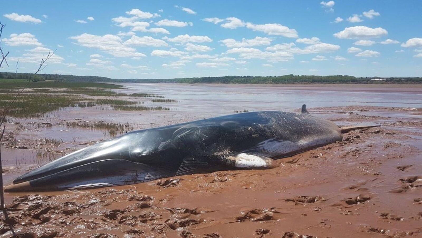 Rorqual échoué dans la boue le 9 juin 2019.