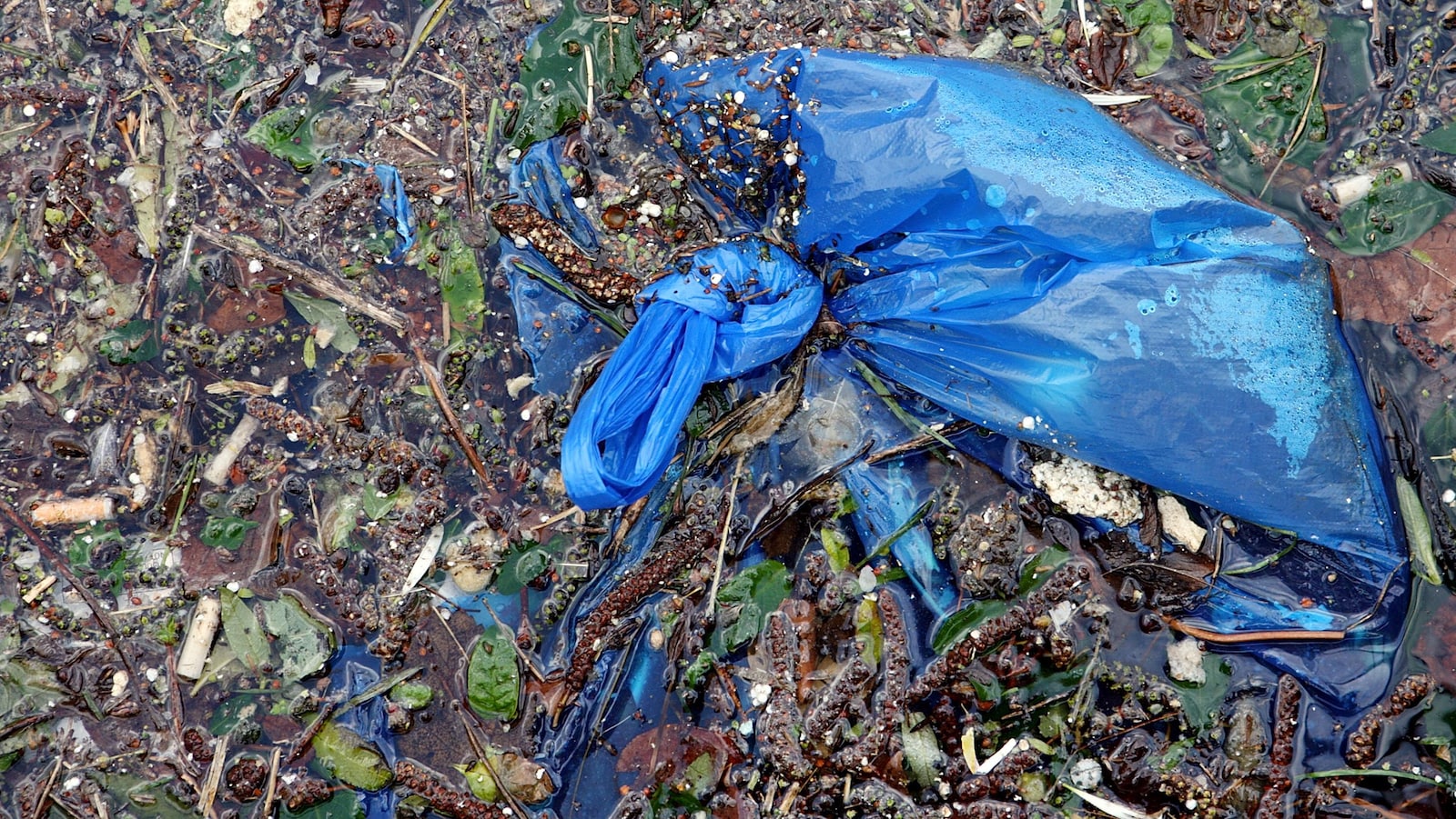 Débris de plastique dans un canal donnant sur la Tamise, à Londres
