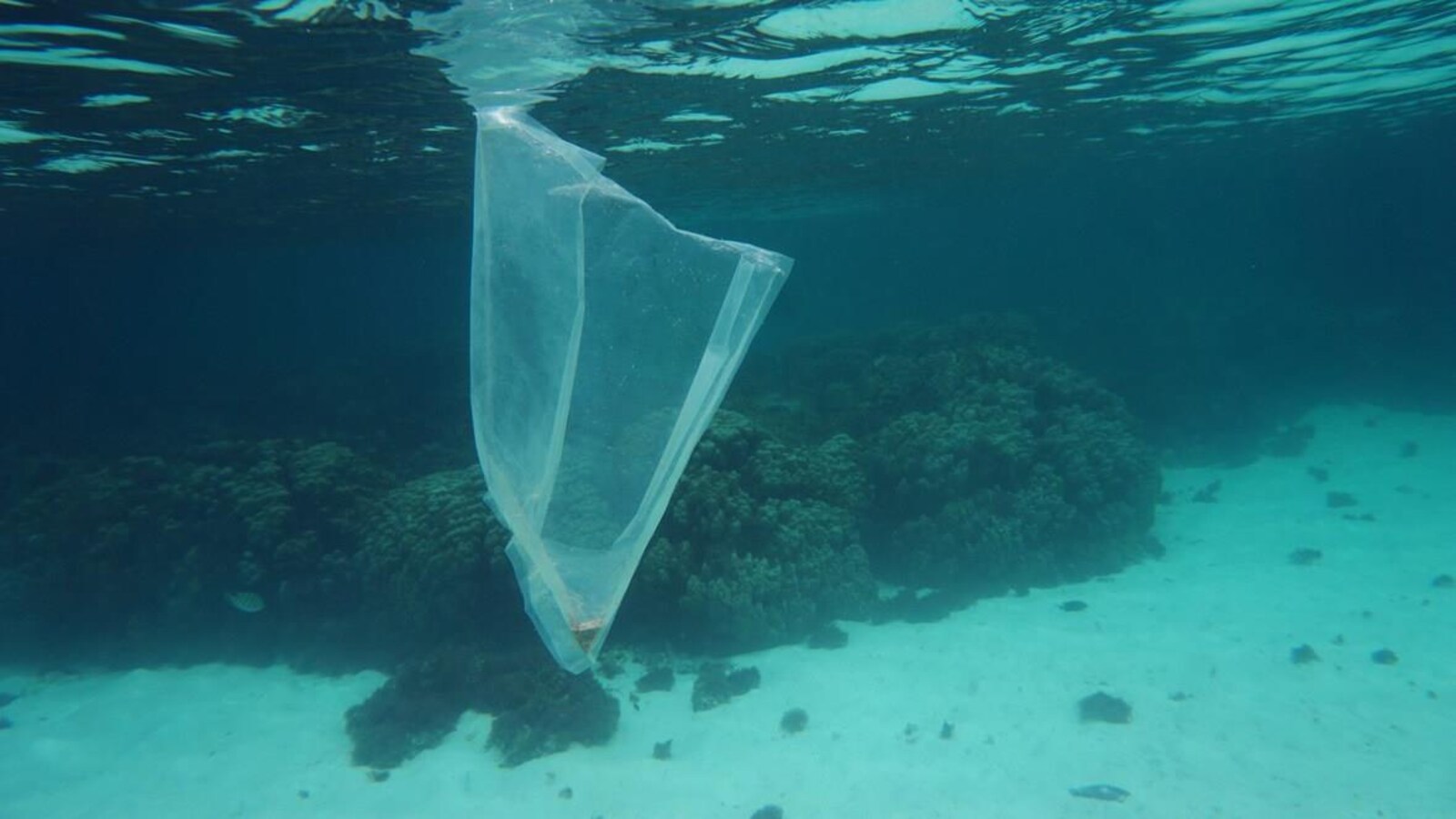 Un sac en plastique flotte dans l'océan