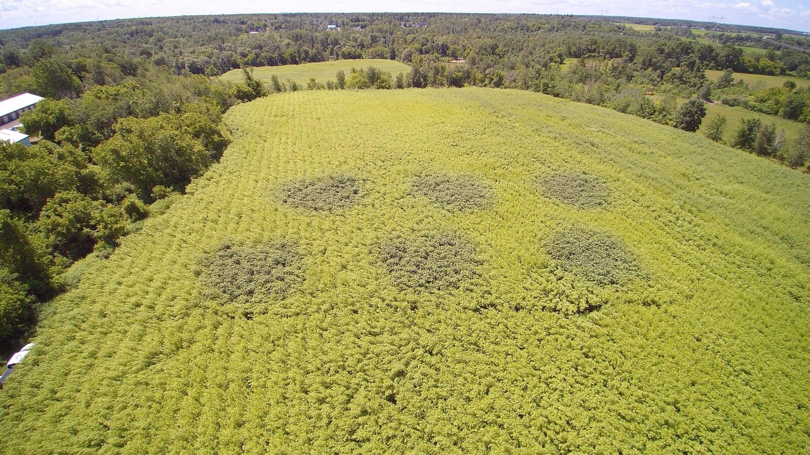 Prise de vue aérienne par drone d’un champ de saules à Saint-Roch-de-l’Achigan. Au centre de l’image, les zones irriguées par des eaux usées se démarquent du reste de la plantation par la coloration plus foncée du feuillage des saules.