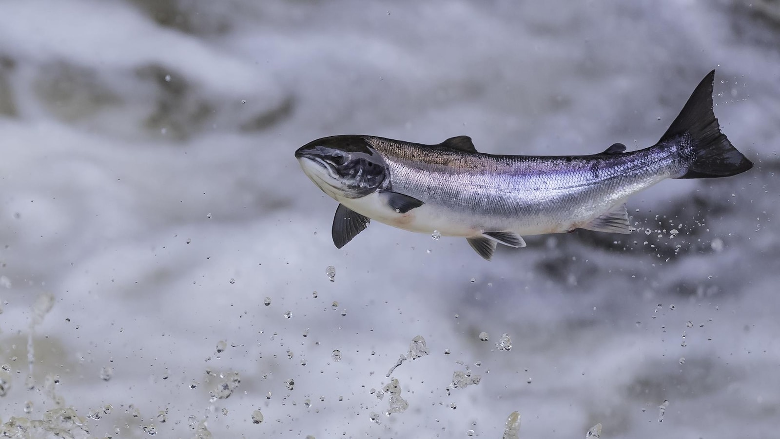 Un saumon de l'Atlantique saute hors de l'eau.
