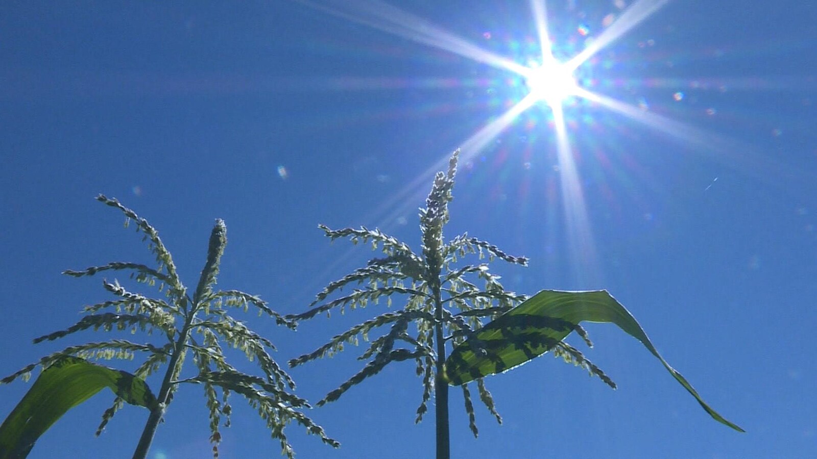 Le soleil plombe sur les plants de maïs.
