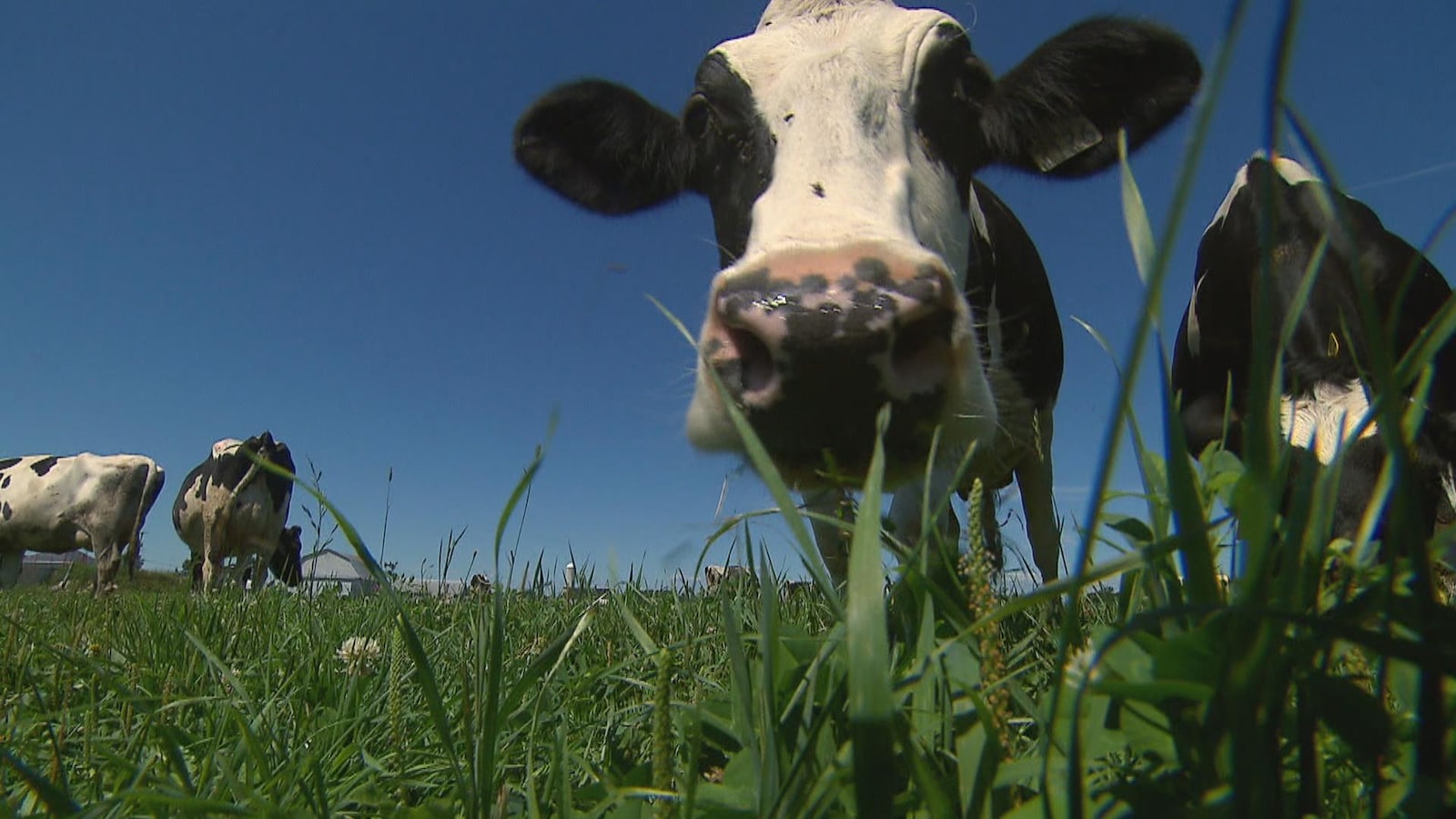 Une vache dans un champ avec son museau en avant-plan.